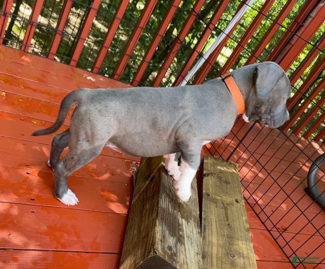 American Bully dogs for sale: Boss Baby - Image 22