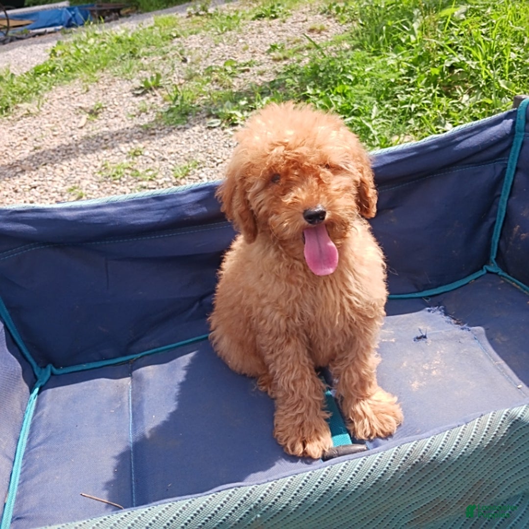 Mini Goldendoodle dogs for sale: Atlas - Image 1
