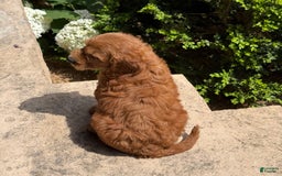 Goldendoodle dogs for sale: Jack - Image 11