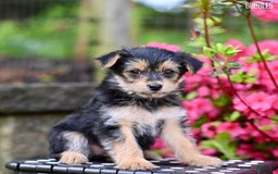 Morkie dogs for sale: Bubbles - Image 1