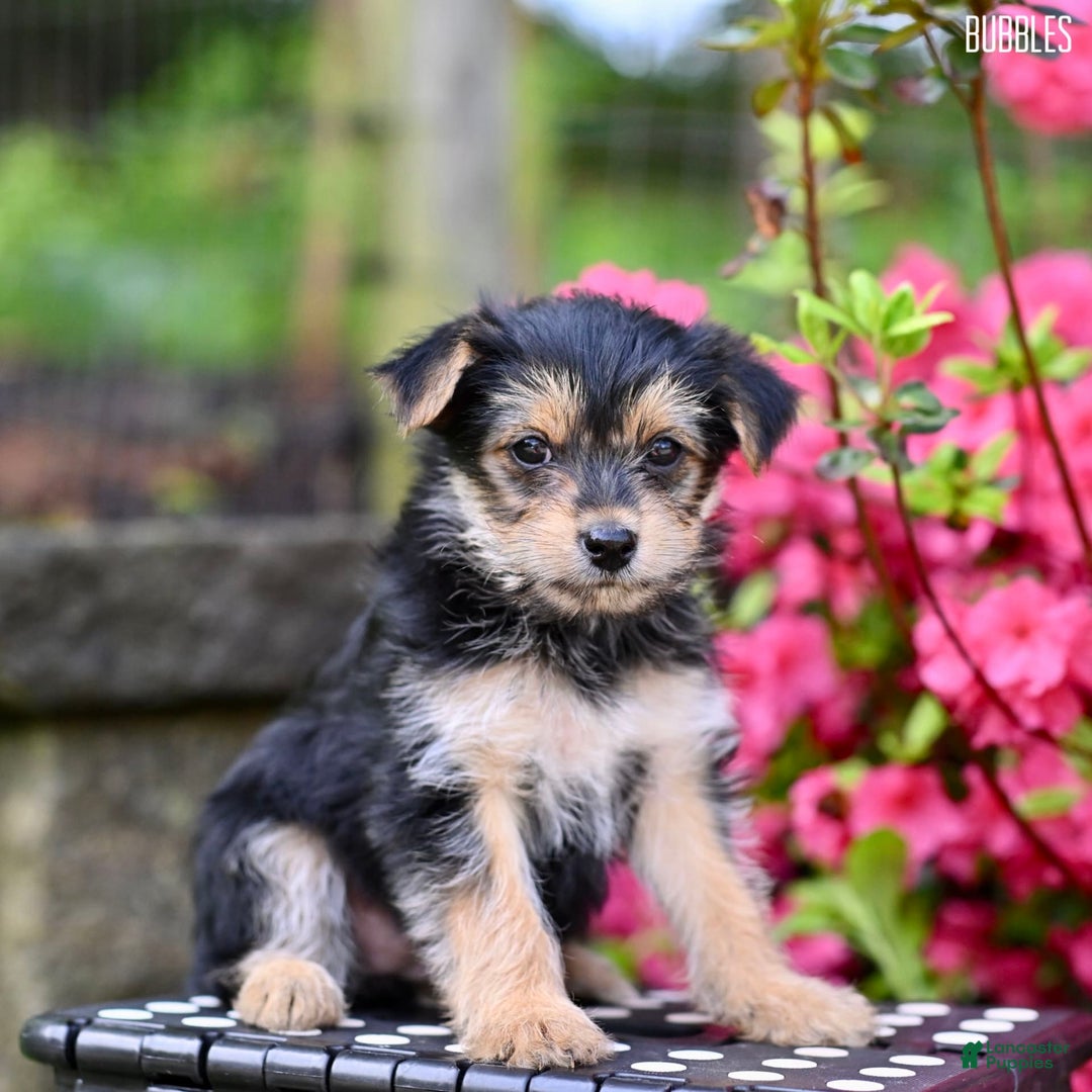 Morkie dogs for sale: Bubbles - Image 1