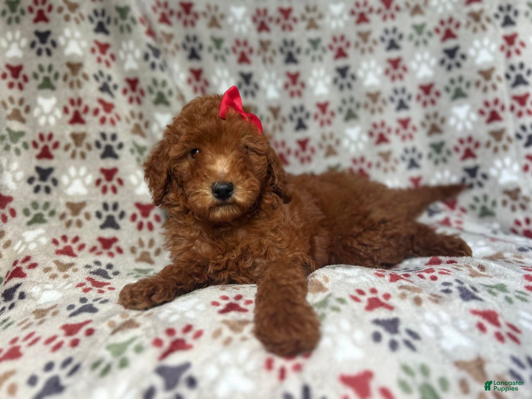 Mini Goldendoodle dogs for sale: Rain - Image 2