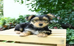 Yorkshire Terrier dogs for sale: Barkley - Image 14