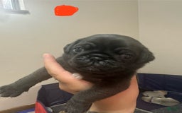 Pug dogs for sale: Hank - Image 2