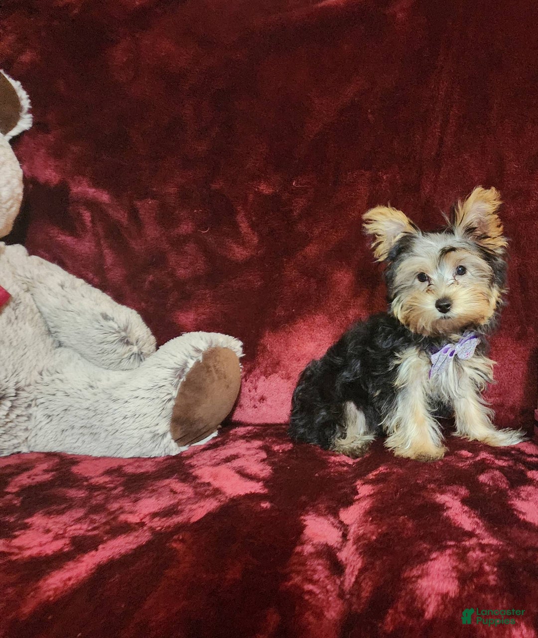 Yorkshire Terrier dogs for sale: Maui - Image 8