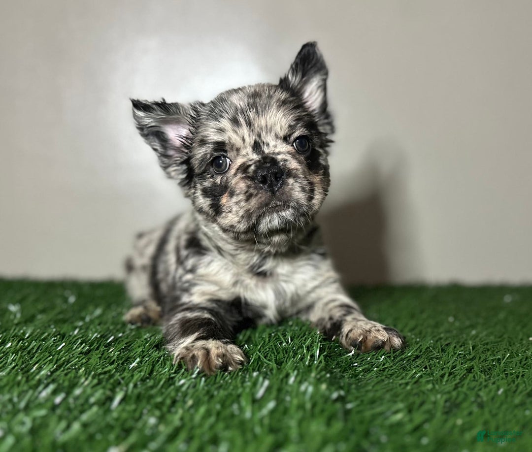 French Bulldog dogs for sale: Milo - Image 2