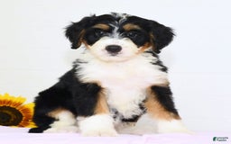 Mini Bernedoodle dogs for sale: Skye - Image 1