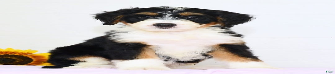 Skye