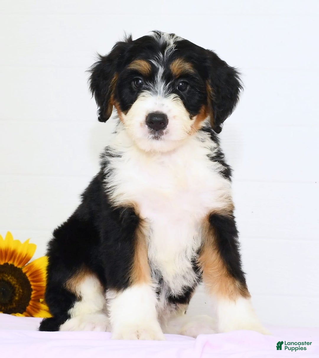 Mini Bernedoodle dogs for sale: Skye - Image 1