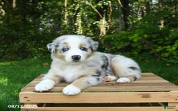 Australian Shepherd dogs for sale: Arthur - Image 2