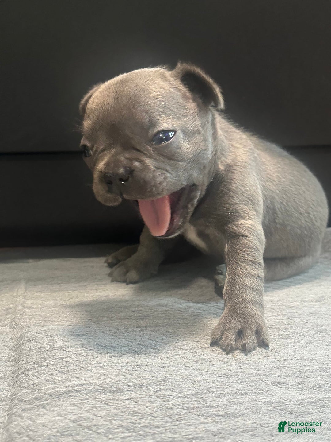 French Bulldog dogs for sale: Starbucks - Image 3