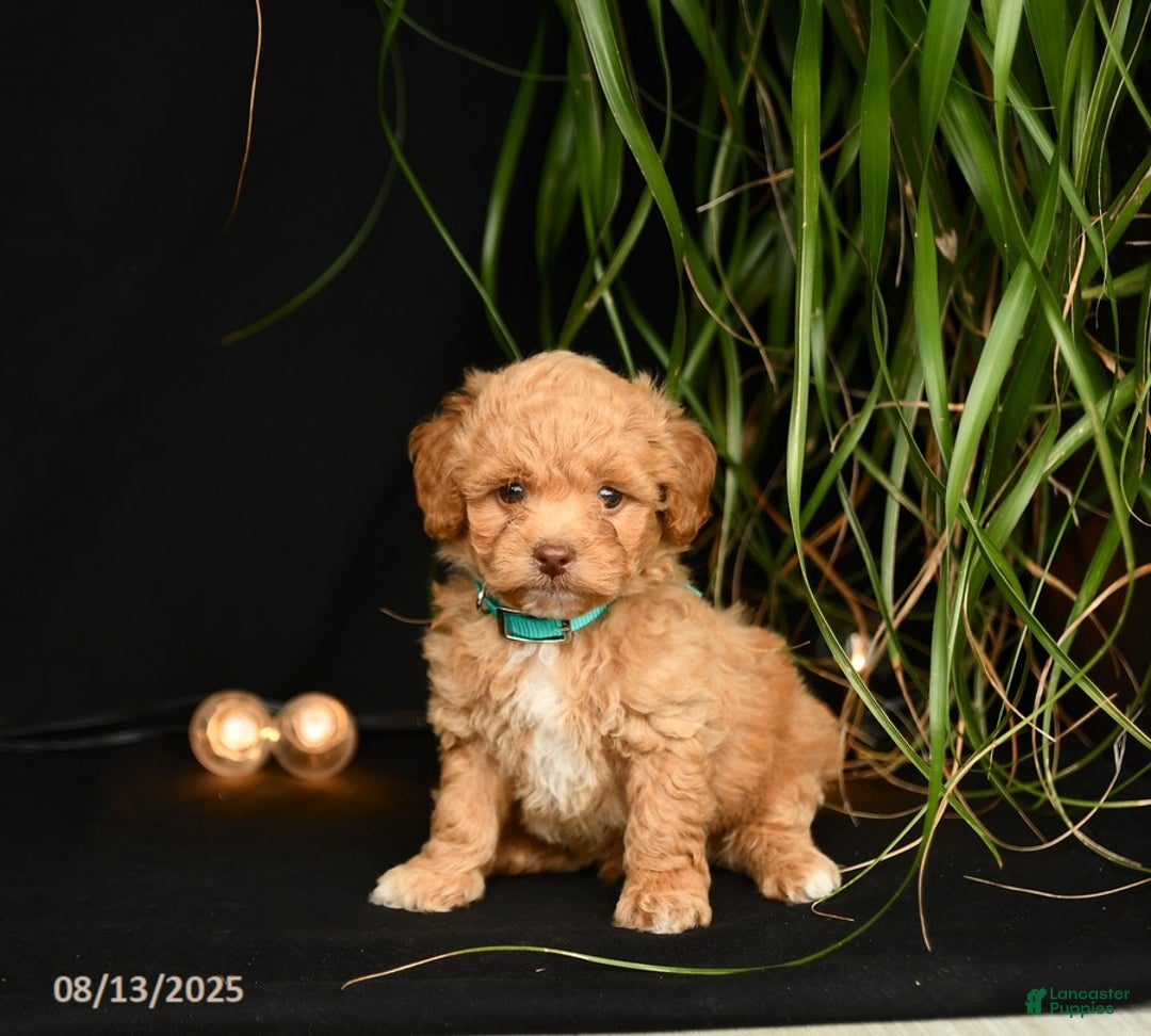 Teddy Bear dogs for sale: Remington - Image 4
