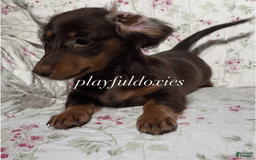 Dachshund dogs for sale: Brownie Chocolate Girl 1952 - Image 4