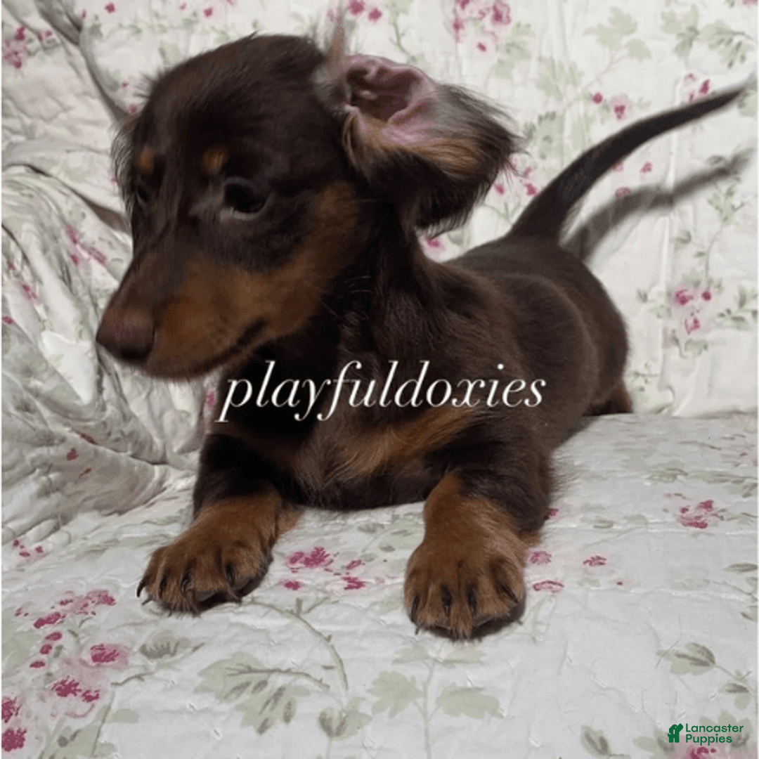 Dachshund dogs for sale: Brownie Chocolate Girl 1952 - Image 4