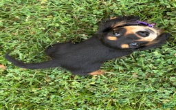 Miniature Dachshund dogs for sale: Olive - Image 3