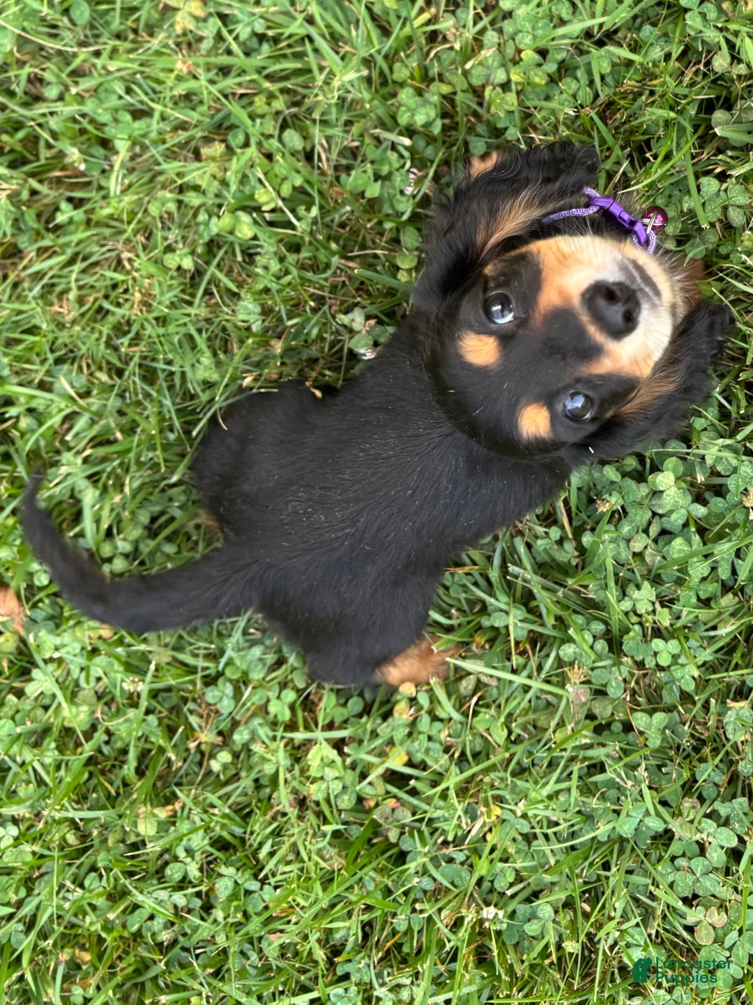 Miniature Dachshund dogs for sale: Olive - Image 3