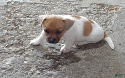 Jack Russell Terrier dogs for sale: Foster - Image 19