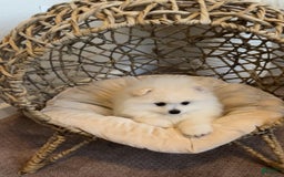 Pomeranian dogs for sale: Sky - Image 3