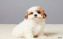 Teddy Bear dogs for sale: Cooper - Image 5