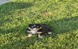 Australian Shepherd dogs for sale: Australian Shepherd 4 puppies - Image 11