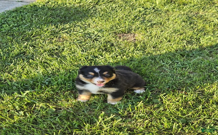 Australian Shepherd dogs for sale - Ad 5