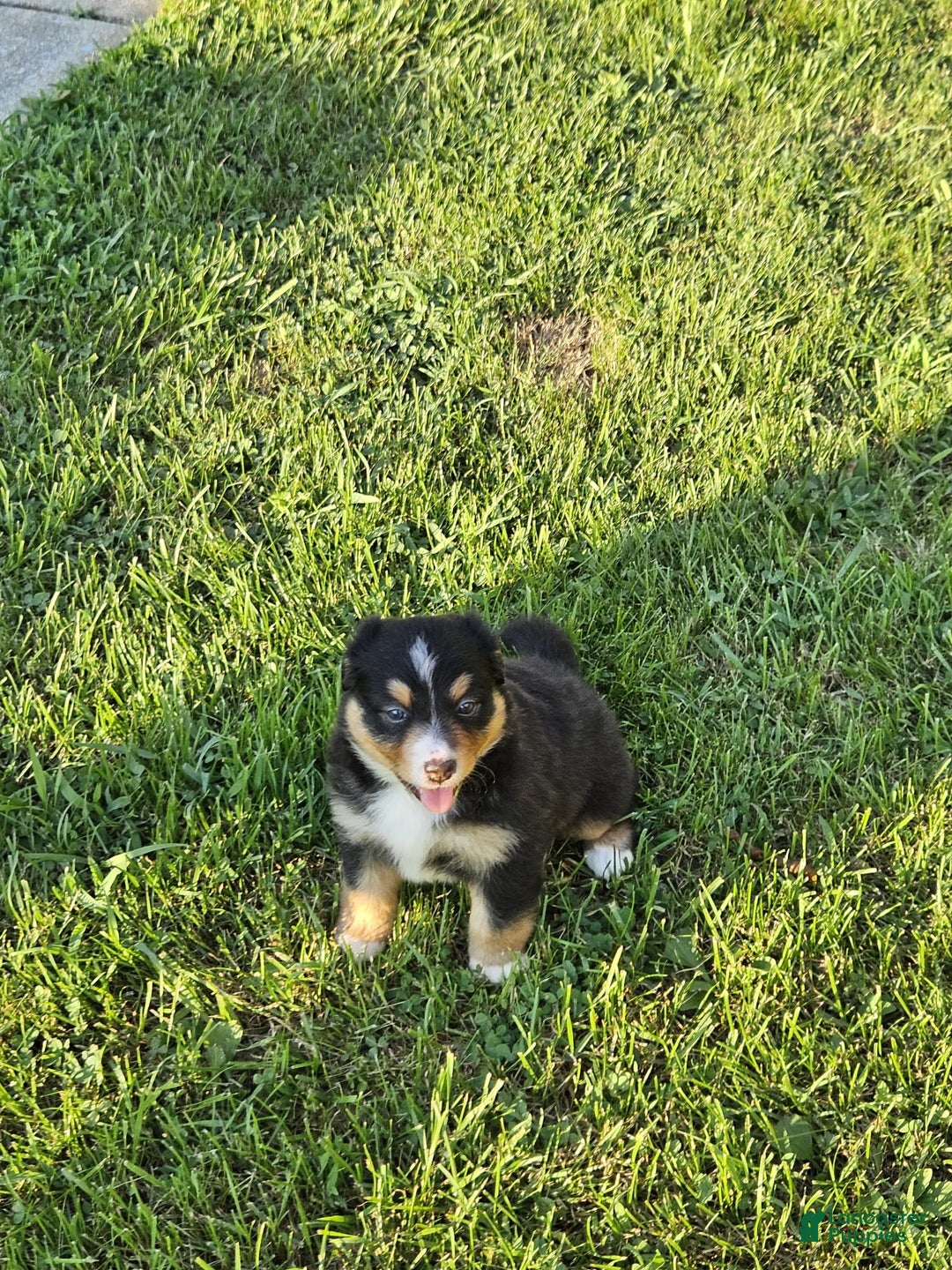 Australian Shepherd dogs for sale: Australian Shepherd 4 puppies - Image 11