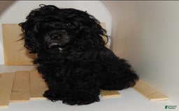 Yorkshire Terrier dogs for sale: Knight - Image 7
