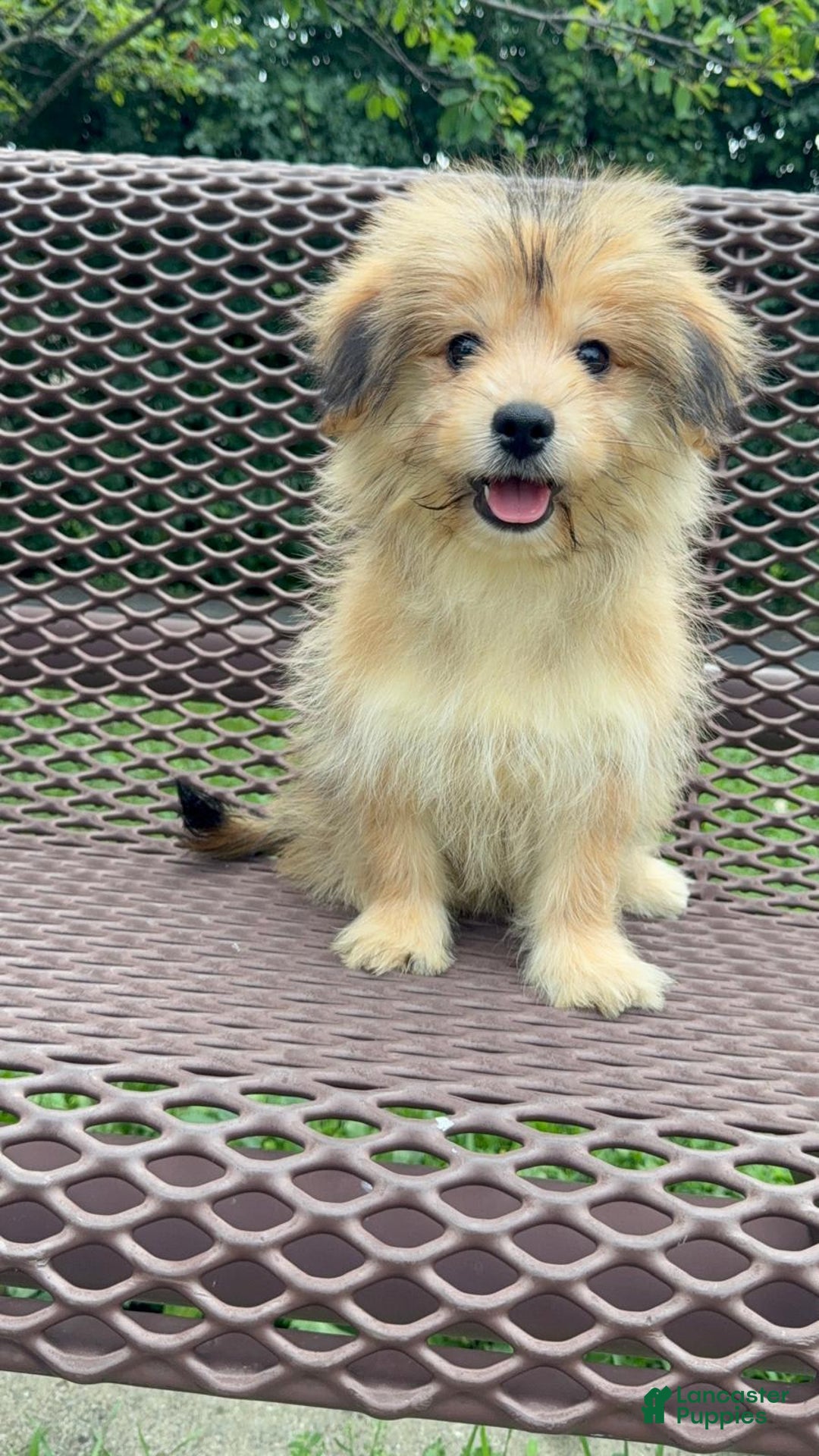 Yorkshire Terrier dogs for sale: Cooper - Image 4