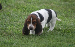 Basset Hound dogs for sale: Ida - Image 6