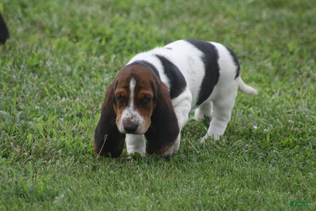 Basset Hound dogs for sale: Ida - Image 6