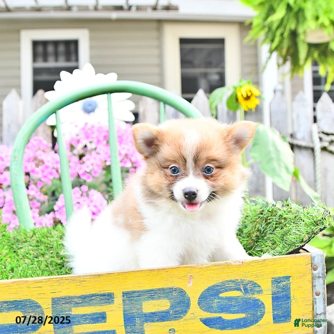 Pomeranian dogs for sale: Celia - Image 4
