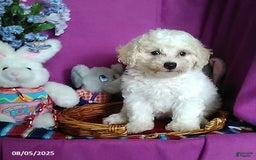 Toy Poodle dogs for sale: Cody - Image 3