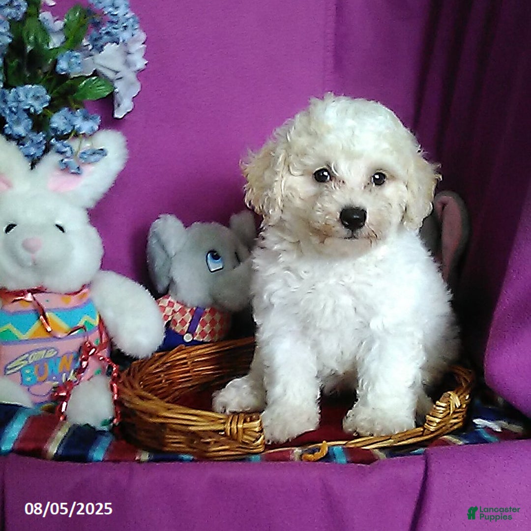 Toy Poodle dogs for sale: Cody - Image 3