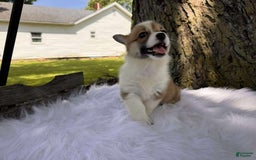 American Corgi dogs for sale: Zoe - Image 5