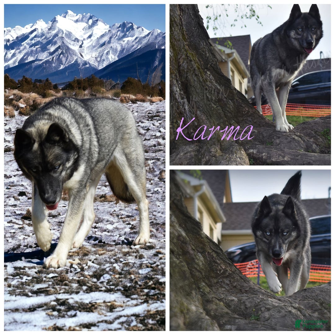Siberian Husky dogs for sale: Mulch - Image 10