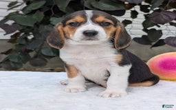Beagle dogs for sale: Lilly - Image 8