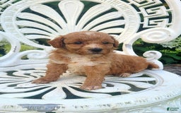 Mini Goldendoodle dogs for sale: Sundae - Image 2