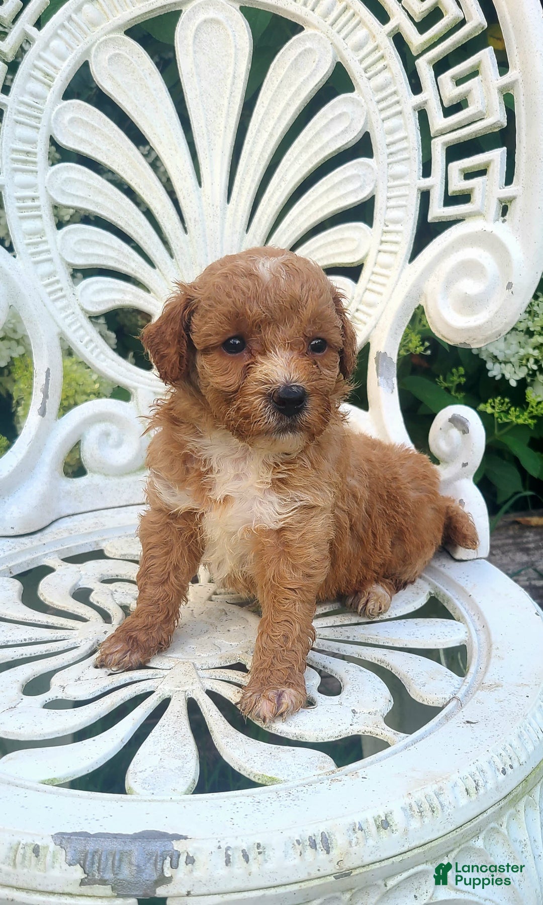 Mini Goldendoodle dogs for sale: Sundae - Image 2