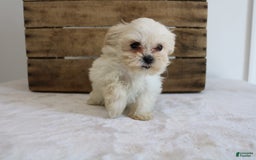 Teddy Bear dogs for sale: Kammy - Image 4