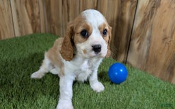 Cavalier King Charles Spaniel dogs for sale: Lucy Boy 1 - Image 8
