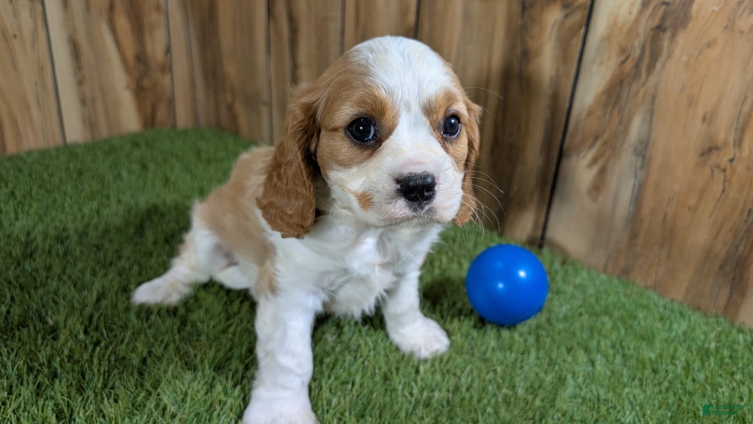 Cavalier King Charles Spaniel dogs for sale: Lucy Boy 1 - Image 8