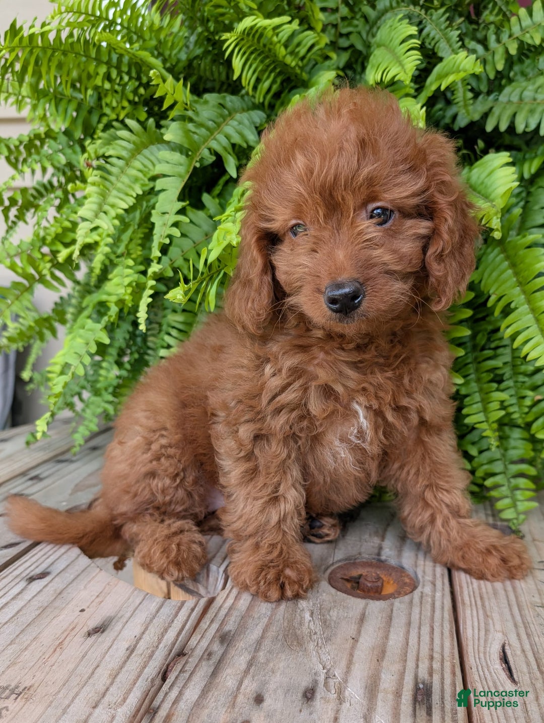 Mini Goldendoodle dogs for sale: Mini -lilly - Image 35