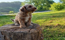 Cavapoo dogs for sale: Muffy - Image 4