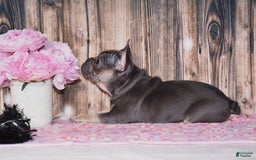 French Bulldog dogs for sale: Gemma - Image 3