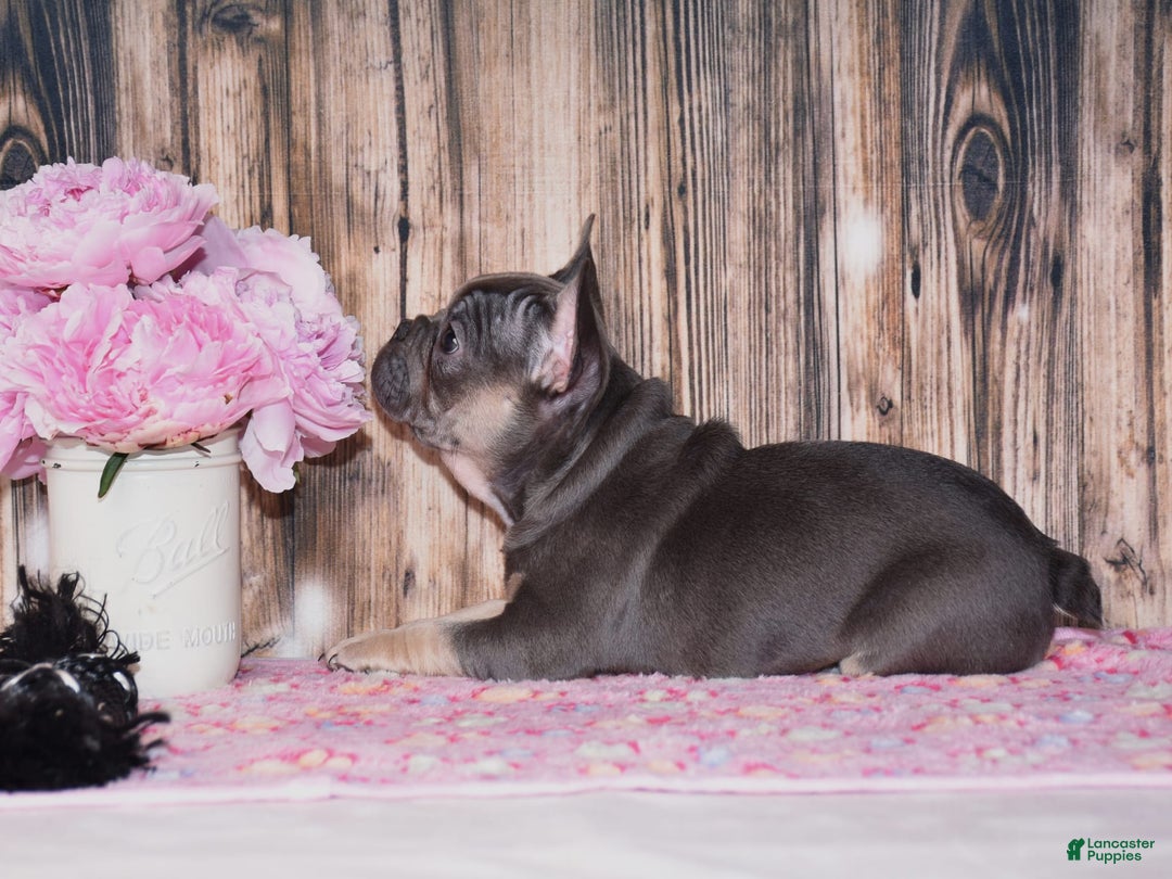 French Bulldog dogs for sale: Gemma - Image 3