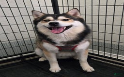 Pomsky dogs for sale: Pomsky Boy - Image 1