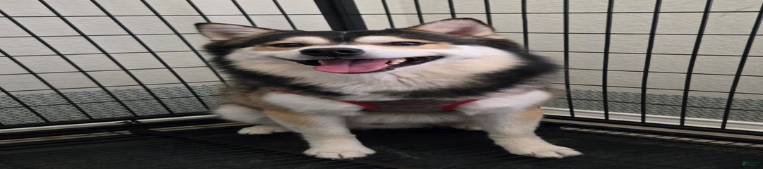 Pomsky Boy