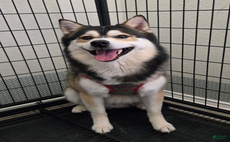 Pomsky dogs for sale - Ad 2