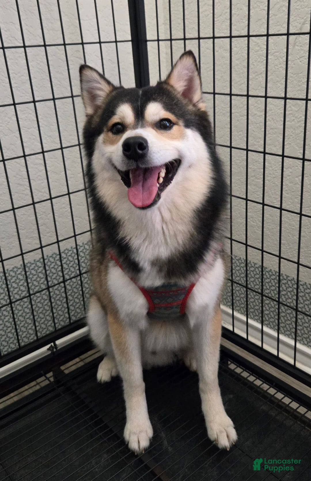 Pomsky dogs for sale: Pomsky Boy - Image 1