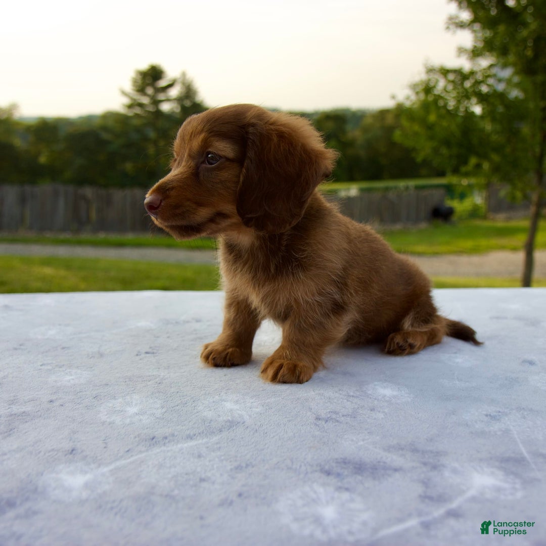 Miniature Dachshund dogs for sale: Skye - Image 10